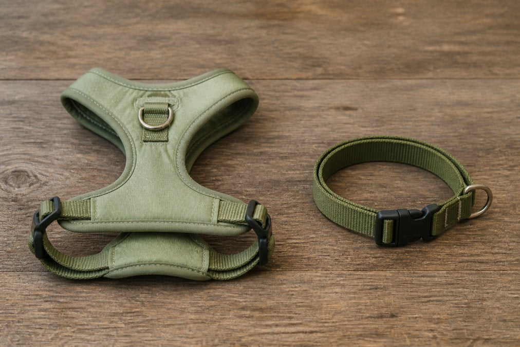 Dog Harness vs Collar for Hiking Safety