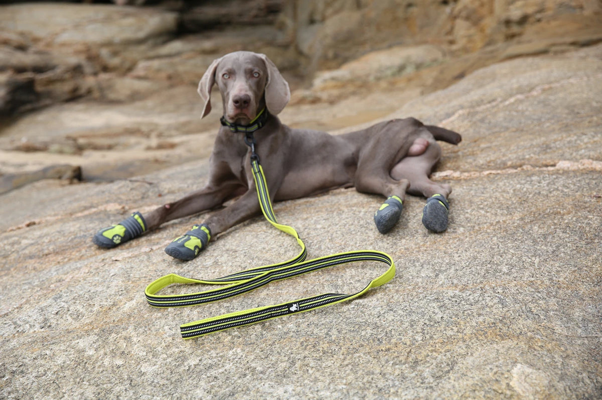 Winhyepet Dog Leash with Padded Handle Training Durable 200cm Luxury Pet Leash for Small Medium Large Dogs accessories